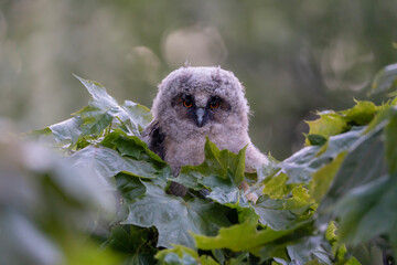 Fototapeta premium Owlet, cute little Long-eared owl in green leaves, Asio otus