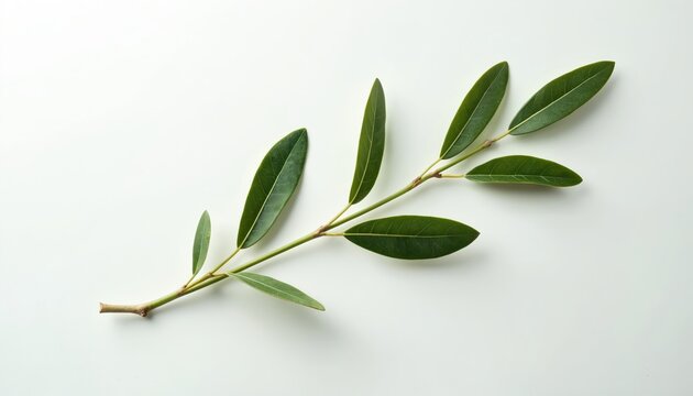 Single olive branch with green leaves lies on white backdrop. Object is clean, fresh and perfect for healthy food or mediterranean themes.
