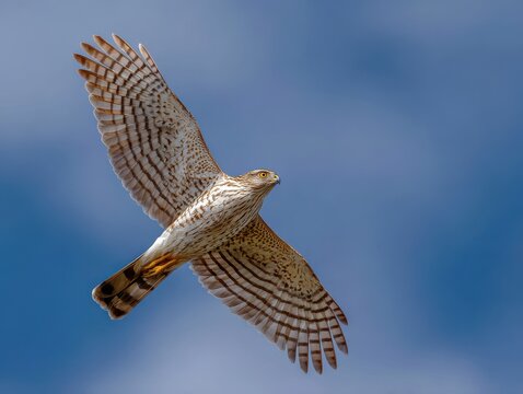Sharp Shinned Hawk Soaring Through a Clear Blue Sky, Capturing Nature's Wildlife in Motion