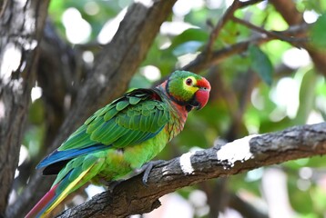 Vibrant green parrot with colorful head perches on a rustic tree branch