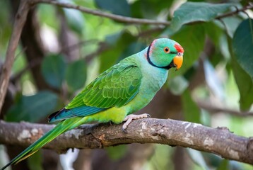 A vibrant green parrot with a striking red forehead and orange beak perches on a tree branch