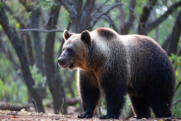 Fototapeta premium A magnificent grizzly bear stands alertly in its natural forest habitat