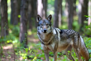 Majestic grey wolf standing alert in a sun-dappled forest, observing its surroundings