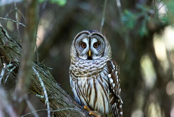 A captivating barred owl with piercing orange eyes surveys its woodland domain