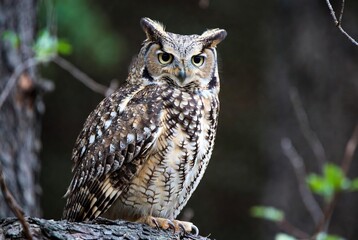 A majestic great horned owl perched on a branch, its piercing yellow eyes observing