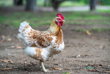 A beautiful brown and white patterned chicken standing gracefully on one leg outdoors