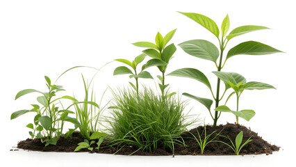 Fototapeta premium green plant in a pot