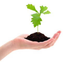 Female hand holding an oak tree sapling growing in soil isolated on white