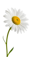 Naklejka premium White daisy flower isolated on transparent background with yellow center