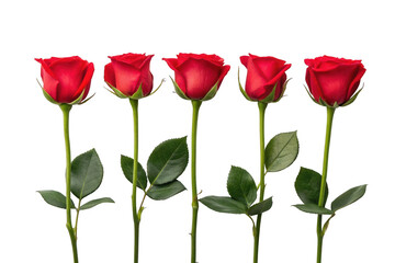 Obraz premium Five red roses isolated on transparent background