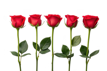 Five red roses isolated on transparent background