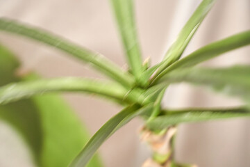 Abstract green plant leaves in soft motion blur on light background, natural botanical texture, organic growth concept, calm nature energy and minimal eco mood.