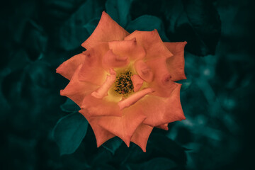 A close up of an orange rose flower in bloom