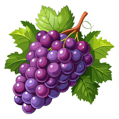 Purple Grape Bunch with Green Leaves Vector Illustration