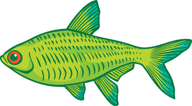 Colorful Tetra (Characidae) Illustration 1