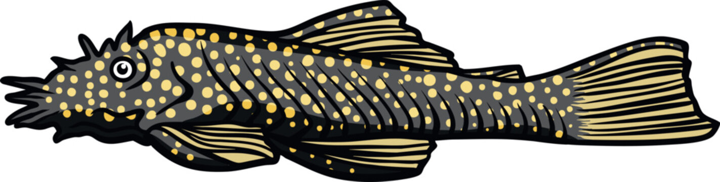 Colorful Ancistrus (Ancistrus cirrhosus)  Illustration 3