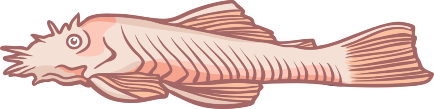 Colorful Ancistrus (Ancistrus cirrhosus)  Illustration 1