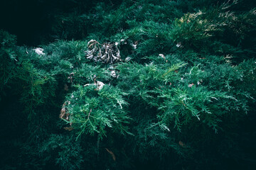 A close up of Juniper shrub branches with dry autumn leaves texture