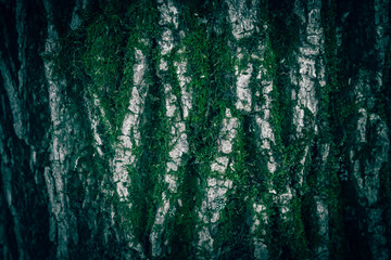 A close up of an old tree bark texture with green moss