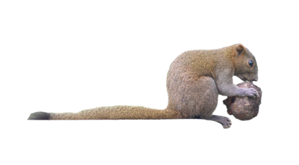 A squirrel eating a nut, captured in a candid moment