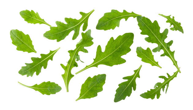 Frische Rucola-Bl&auml;tter schweben &uuml;ber einem wei&szlig;en transparenten Hintergrund