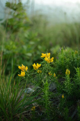 Gorse flowers in a natural outdoor setting. Wild shrub with bright yellow blooms among dense vegetation