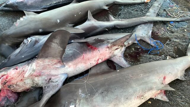 Ready export fins shark animals