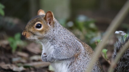 squirrel in the forest