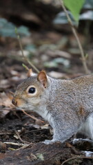squirrel in the park