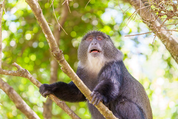Blue monkey or Cercopithecus mitis climbing in tree looking down at food of tourists.