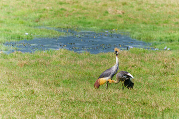 Fototapeta premium Gray crowned crane or Balearica regulorum with juvenile offspring family in field