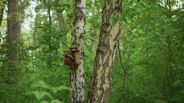 Birch Trunks With Rustic Birdhouse Affixed Among Lush Green Foliage Creating Pastoral Woodland Vignette Perfect For Cottagecore Lifestyle, Wildlife Projects Or Conservation Stories