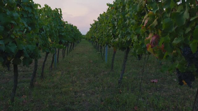 View between the rows of a vineyard at dusk