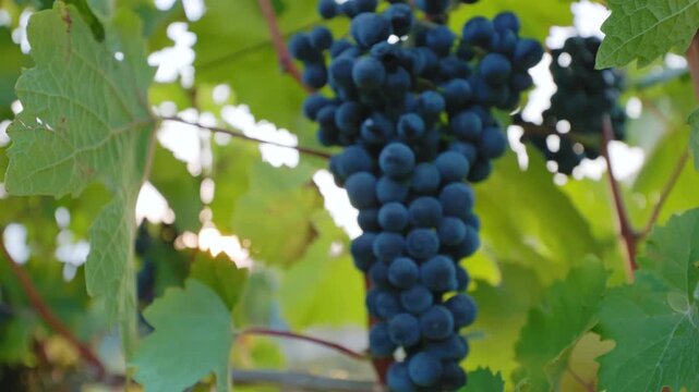 View of ripe blue grapes in a vineyard, dolly shot
