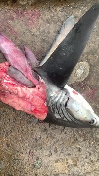 Ready export fins shark animals