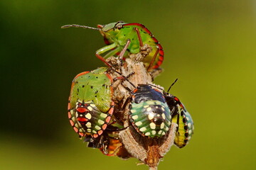 Punaise verte ponctu&eacute;e