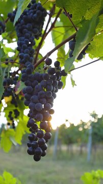 Ripe blue grapes in a vineyard in the evening sun, shot from a slider