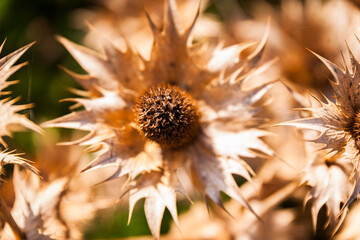 Close-up of a dry brown flower with large spiky petals