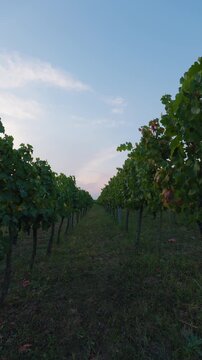 View between the rows of vines at sunset