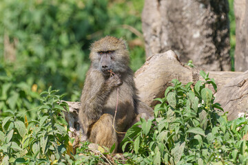 olive baboon or Papio anubis sitting on fallen tree trunk in green ground covering vegetation playing with thin plant stems in mouth.