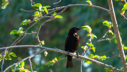 Adult  male amethyst sunbird (Chalcomitra amethystina).
