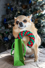 A cute, small, light brown Chihuahua dog is sitting in front of a blurred Christmas tree, holding a small green gift bag with a red and green braided toy (candy cane shape).