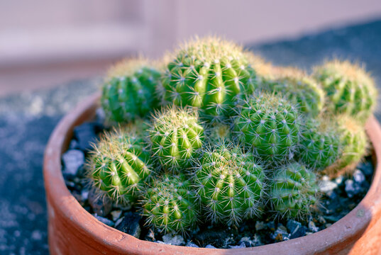 closeup of Lemon Barrel Cactus (Echinopsis calochlora K.Schum), a spiky drought tolerant succulent that resembles a plump, yellowish lemon. The native range of this species is Bolivia to Brazil.