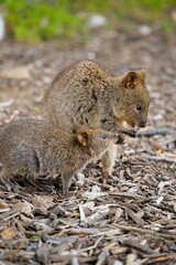 Naklejka premium Quokka teilt sein Essen nicht