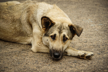 a stray dog lying on a rough asphalt. The dog is relaxed yet melancholic with a touch of sadness. Ideal for pet adoption campaigns, animal welfare materials, or emotional storytelling projects.
