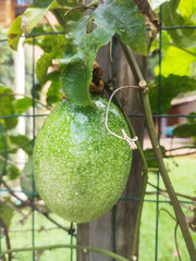 Passion fruit on the tree, Sao Paulo, Brazil