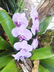 Beautiful pink orchid branch variety Phalaenopsis Rosea on tree, Sao Paulo, Brazil