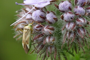Adelphocoris lineolatus 