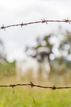 Barbed wire fence with blurred animal in background