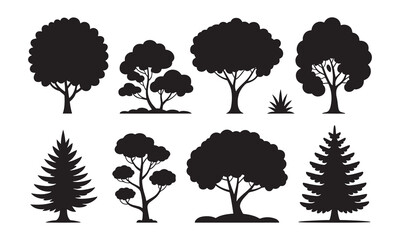 Silhouettes of evergreen trees in a forest setting